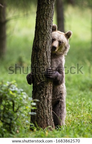 Shy brown bear, ursus arctos, hiding behind a tree in summer forest with green grass. Vertical composition of cute animal hugging a trunk by paws with sharp claws. Royalty-Free Stock Photo #1683862570