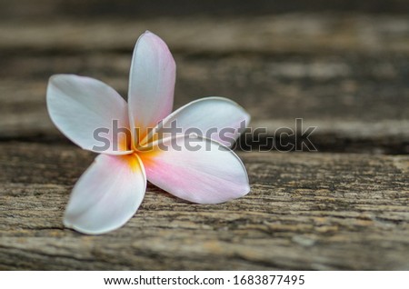 Tropical flower on rustic wood