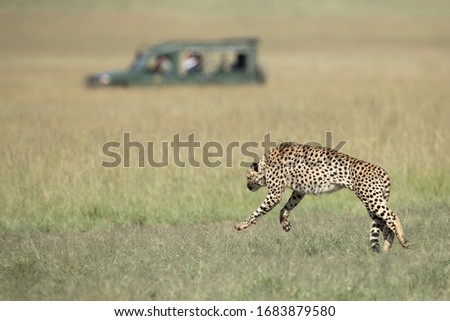 a cheetah running in an open grassland, blurred safari vehicle in the background, Masai Mara Kenya