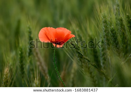 Papaver rhoeas is an annual herbaceous species of flowering plant in the poppy family, Papaveraceae.