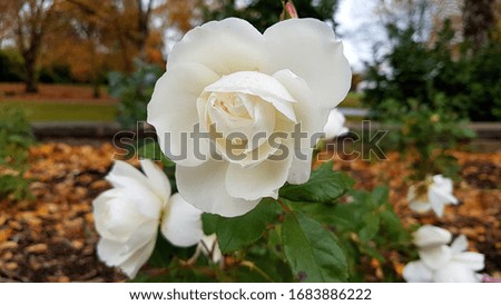 Central close-up shot of a white rose with foliage and autumn leaves in the background.