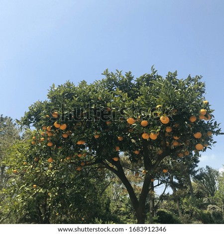 Blue sky and tangerine trees
