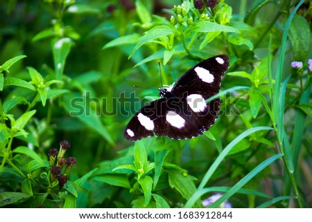  The Eggfly butterfly sitting on the flower plant with a nice soft green blurry background in its natural habitat.