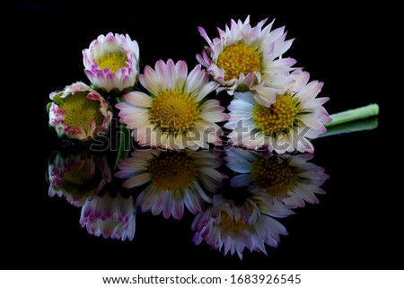 Five daisies on a black background with reflection