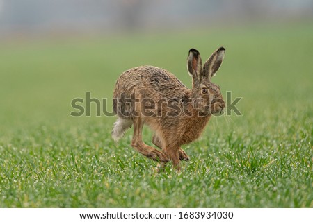 Wild European Hare ( Lepus Europaeus ) Close-Up On Green Background Royalty-Free Stock Photo #1683934030