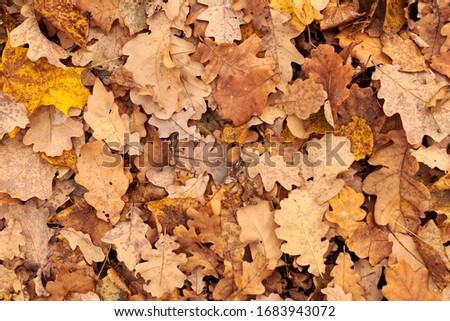 Autumn leaves, top view. Colorful fallen foliage. Design background pattern for seasonal use.