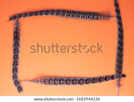
Top view of composition orange background with bird feathers