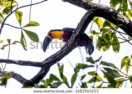 Channel billed Toucan photographed in Linhares, Espirito Santo. Southeast of Brazil. Atlantic Forest Biome. Picture made in 2015.