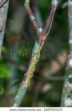 Amazon Green Anole photographed in Linhares, Espirito Santo. Southeast of Brazil. Atlantic Forest Biome. Picture made in 2015.