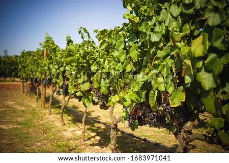 grape trees on the background of the vineyards valley