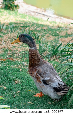 a wild duck in the grass