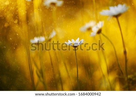 closeup  chamomile  and morning dew. picture with soft focus.  easter background.