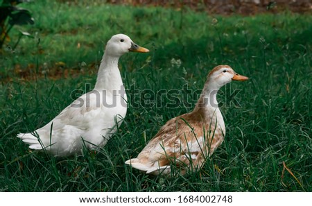 
duck couple in mating season