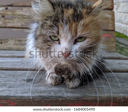 old sick and battered yard cat on a wooden bench in the yard in the daytime