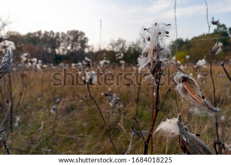 Milkweed pods releasing its seeds on an autumn meadow