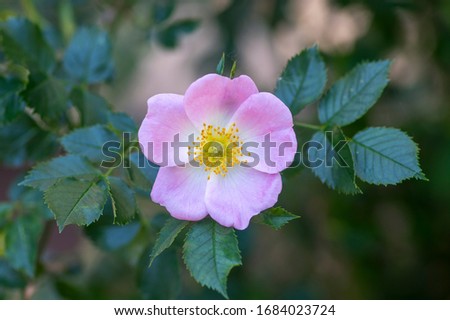 Dog rose Rosa canina light pink flowers in bloom on branches, beautiful wild flowering shrub, green leaves Royalty-Free Stock Photo #1684023724