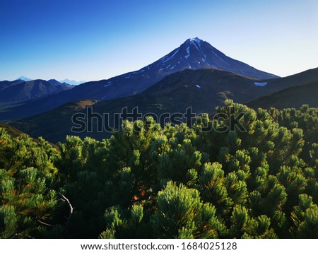 Vilyuchinsky beautiful volcano on the background of a cedar shrub with cones. Summer and fall. Snow is lying on the volcano with glades. Wildlife. Kamchatka September 2019
