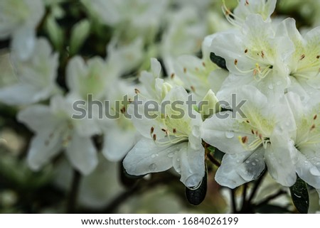 blooming white flowers - spring and summer flowers - wedding flowers