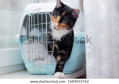 The cat sits in a carrier for animals .Transportation of animals. Article about animal transportation. Adult tortoiseshell cat. Royalty-Free Stock Photo #1684033762