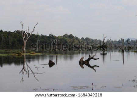 Bare trees in a swamp and reflection. Beautiful lake with trees and water plants near Neak Pean Temple in Angkor, Siem Reap, Cambodia. Selective focus.