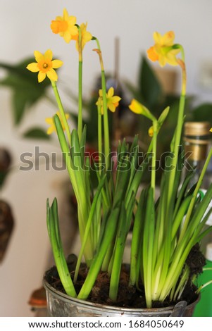 Signs of spring, blooming flowers, vintage background