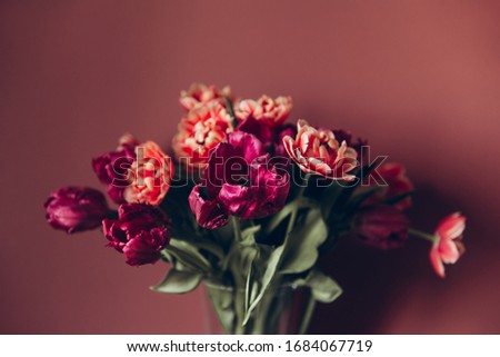 Beautiful Bunch of Peony Style Tulips in the Vase on the dusty pink background, spring holiday concept, copy space