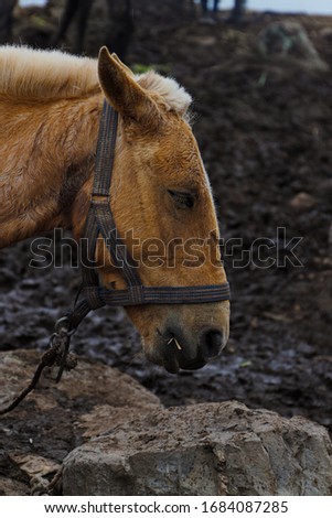 horse old animals Peru Cusco