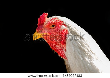 confidence chicken head and face on black background