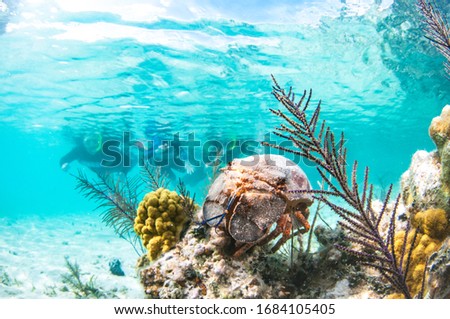 A slipper lobster on a reef in shallow clear water with Snorkelers in the background.