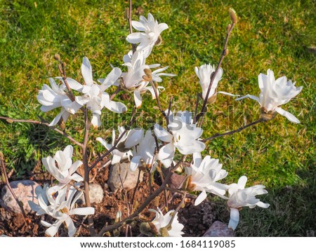 Magnolia stellata "Royal Star", small shrub with double white blossoms. Compact, multi-trunked, bushy tree Star Magnolia with star-shaped pure white flowers. Flowering plant of the Magnoliaceae family