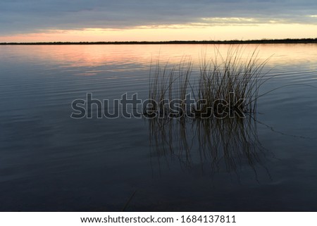 Reeds growing by the shore at Lake Stamford in central Texas near Haskell and Stamford. A sunrise landscape stock photo