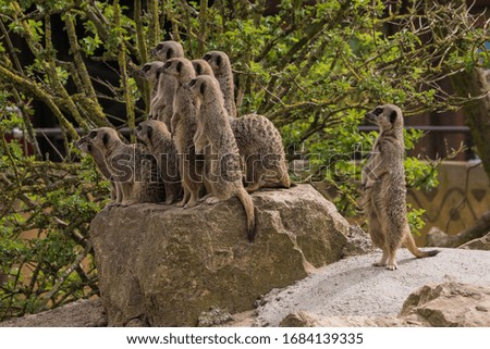 Meerkats at a zoo, UK