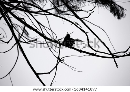 A little dove singing standing on a stick, clear background, the picture is in black and white