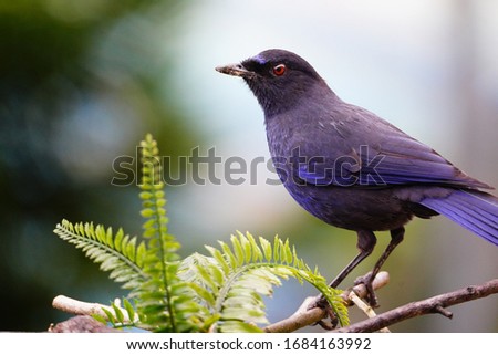 Formosan Whistling Thrush (Myophonus insularis) is an endemic Muscicapidae of Taiwan. The matutinal insectivore has a characteristic high pitched call, and is most active during morning before dawn.