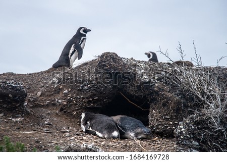 
An adult penguin with a baby penguin lie near the nest-hole, above them there are two more penguins against the sky.