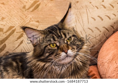 Portrait of domestic black-brown striped maine coon cat. Cute tabby kitten looking at camera. Beautiful young cat with yellow eyes and a long mustache on the background of pillows.