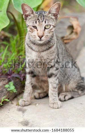 Close-up of a grey stray cat with deformed right eye