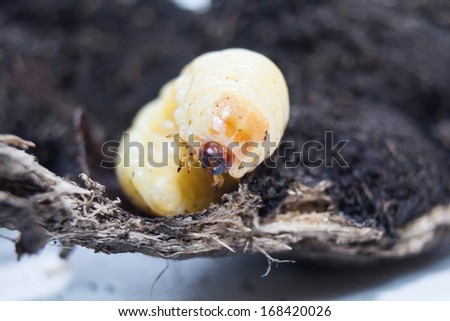 stag beetle larva isolate on  ground
