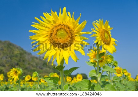 Beautiful Sunflower field in Lopburi, Thailand