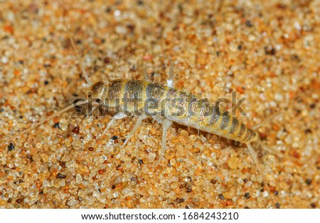 a Silverfish also known as a fishmoth in it's natural habitat in the dune sand in the Namib Desert Namibia.