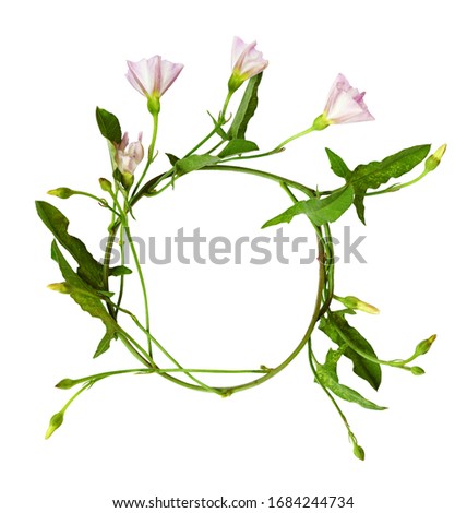 Round frame from bindweed sprig with green leaves, flowers and buds isolated on white background