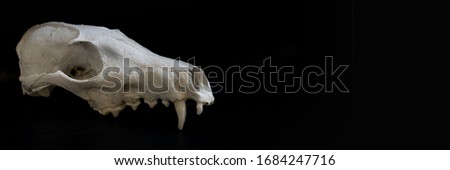 Dog skull. Horizontal banner on a black background with ample space on the right for custom use.