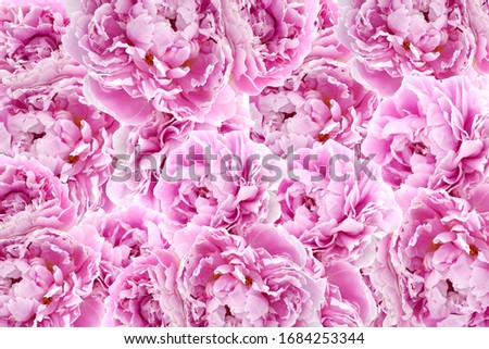 Peonies flowers background. Flower pattern. Flower wall. Light pink terry peonies texture. Flower collage. Spring tender floral background.