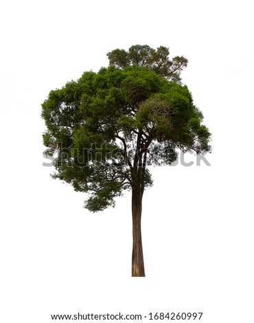 isolated tree  is located on a white background. Collection of isolated tree on white background 