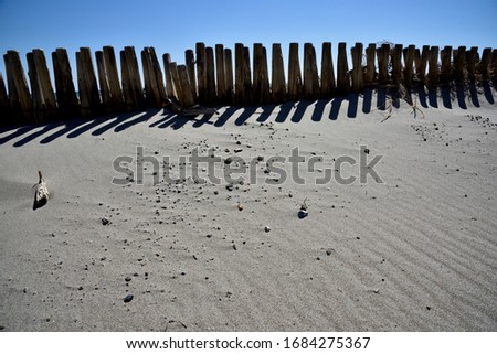 Old wooden piles in the coastal dune, central Japan.