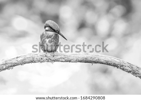 King fisher perched on a branch overlooking the river, looking for fish. Black and white image. Wildlife concept.