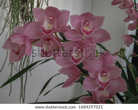 beautifully captured macro picture orchids