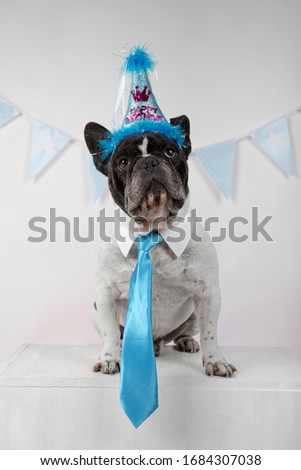 Portrait of funny french bulldog wearing shirt collar and blue tie with party pennants and colorful balloons on white background. vertical image. Happy birthday party concept.