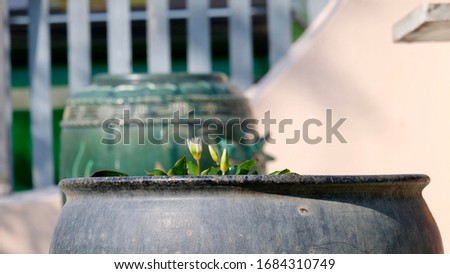 Picture of a lotus flower pot in the outdoor area
