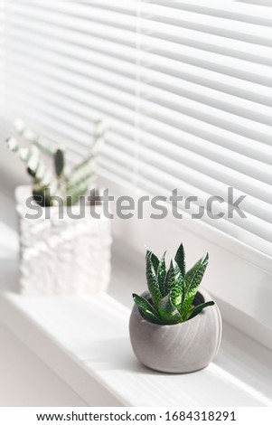 Plant in ceramic pot. Greening home with Houseplants, Indoor plants. Sunny summer day. Light and shadow, minimalism concept for design. Copy space. Eco lifestyle.
